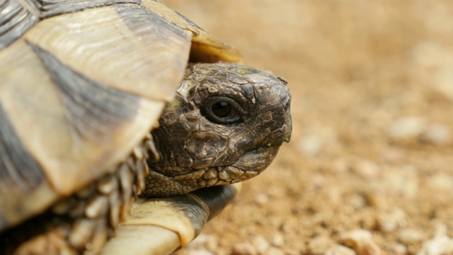 Testudo hermanni乌龟隐藏在装甲4K 2160p超高清视频- Testudo graeca伸出头慢慢从头盔3840X2160超高清视频视频素材