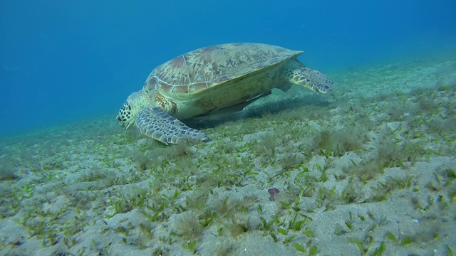 绿海龟在沙地上吃海草-阿布达布，马萨阿拉姆，红海，埃及，非洲视频素材