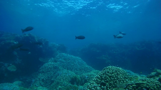 博哈尔鲷鱼群游过一个珊瑚礁-马萨阿拉姆，红海，埃及，非洲视频素材