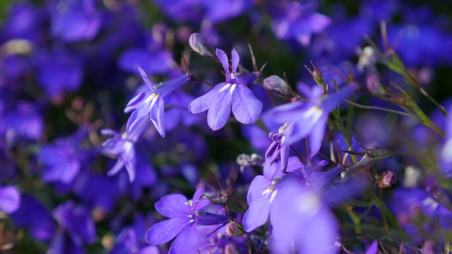 小半边莲花园装饰花缓慢移动4K 2160p超高清视频-浅景深紫罗兰边半边莲花园4K 3840X2160 30fps超高清视频视频素材