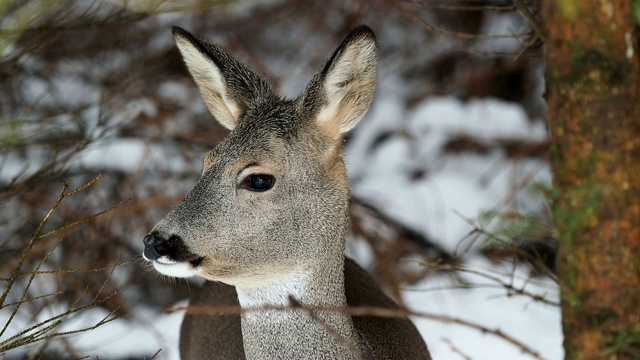 冬天的野生狍。Capreolus Capreolus。视频素材