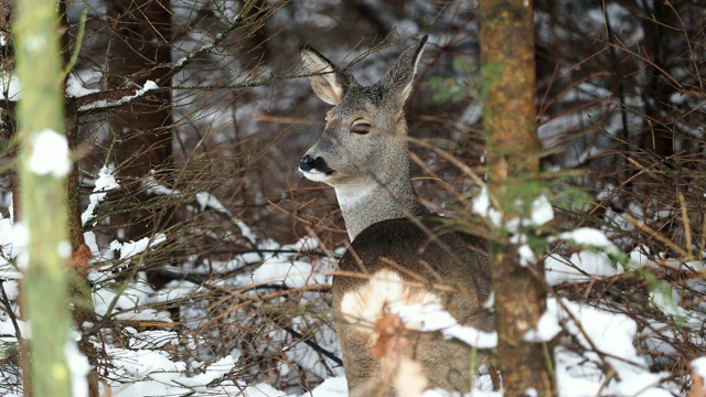 冬天的野生狍。Capreolus Capreolus。视频素材