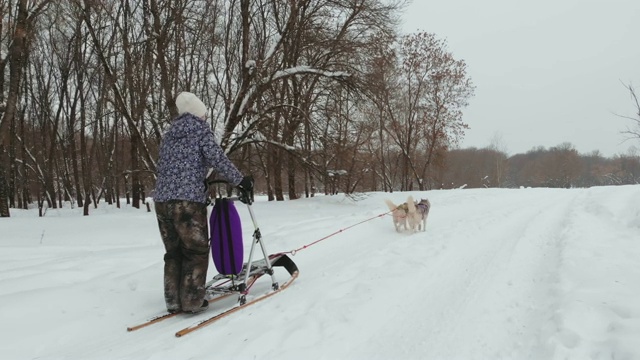 在冬天饲养哈士奇雪橇犬。北部的哈士奇狗。骑狗，娱乐的概念视频素材