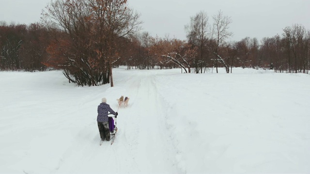 在冬天饲养哈士奇雪橇犬。北部的哈士奇狗。骑狗，娱乐的概念视频素材