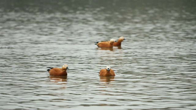 早春的时候，红色的贝壳鸭(Tadorna ferruginea)或婆罗门鸭(Brahminy duck)在湖上游来游去。视频素材