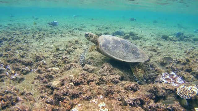 玳瑁海龟(Eretmochelys imbricata)在红海的珊瑚礁上，阿布达布，马萨阿拉姆，埃及视频素材