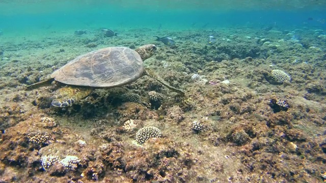 玳瑁海龟(Eretmochelys imbricata)在红海的珊瑚礁上，阿布达布，马萨阿拉姆，埃及视频素材