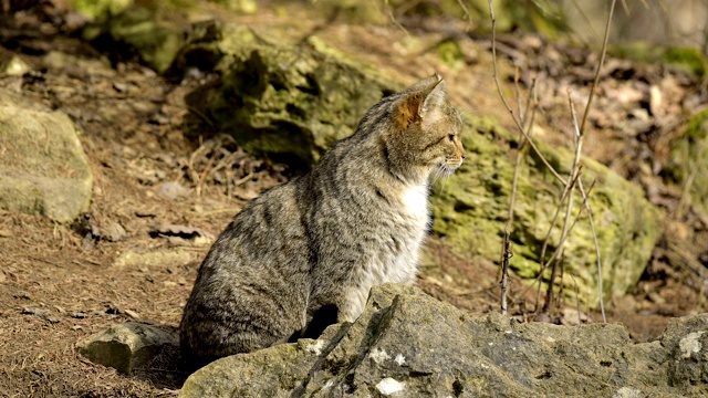 豹、猫属silvestri视频素材