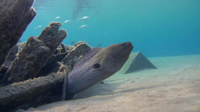 巨型海鳗(Gymnothorax javanicus)在老旧的废木制渔船下，沙底，红海，马萨阿拉姆，埃及视频素材