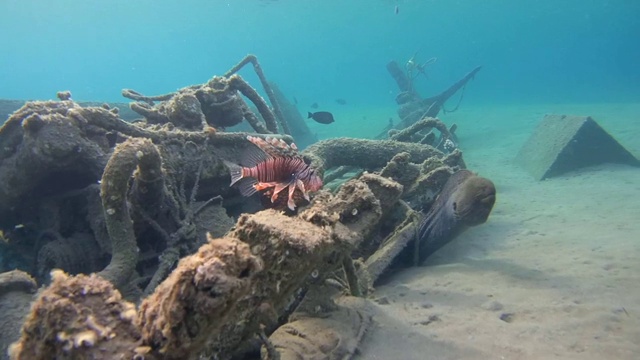 巨型海鳗(Gymnothorax javanicus)在老旧的废木制渔船下，沙底，红海，马萨阿拉姆，埃及视频素材