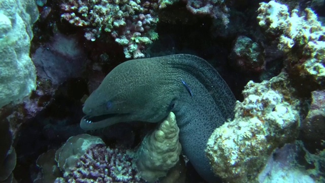 巨型海鳗(Gymnothorax javanicus)红海，马萨阿拉姆，阿布达布，埃及视频素材