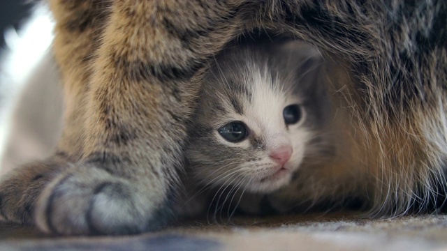 刚出生的小猫坐在猫妈妈旁边。25帧的视频视频素材