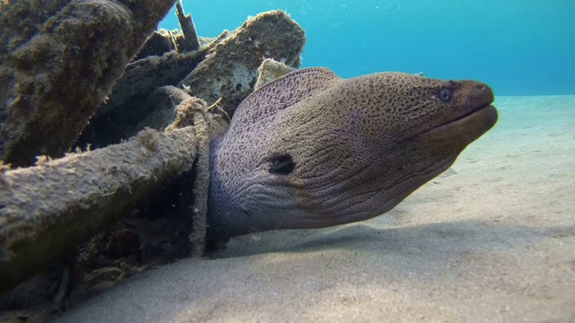 巨型海鳗(Gymnothorax javanicus)在老旧的废木制渔船下，沙底，红海，马萨阿拉姆，埃及视频素材