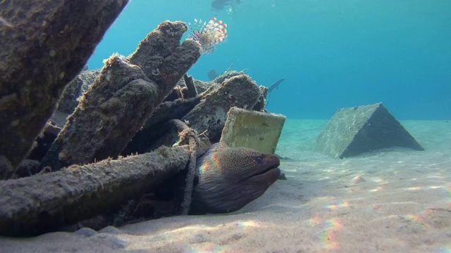 巨型海鳗(Gymnothorax javanicus)在老旧的废木制渔船下，沙底，红海，马萨阿拉姆，埃及视频素材