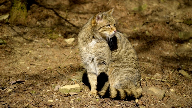 豹、猫属silvestri视频素材