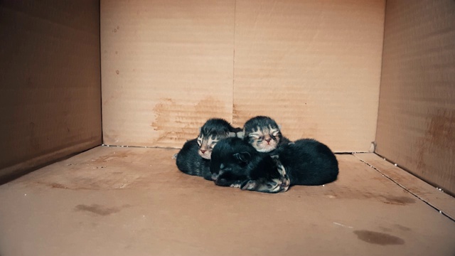 刚出生的小猫一起在一个纸箱里移动视频素材