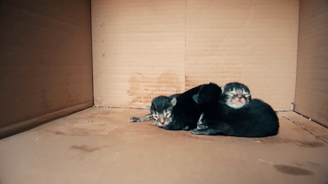 刚出生的小猫一起在一个纸箱里移动视频素材