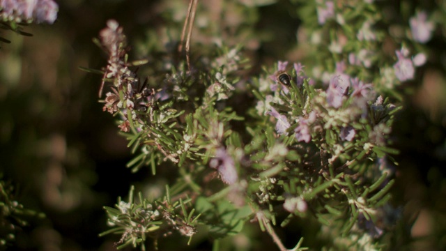 蜜蜂在阳光下的迷迭香花上视频素材