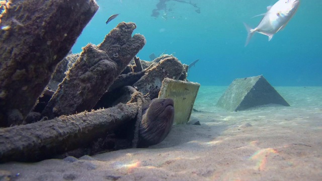 巨型海鳗(Gymnothorax javanicus)在老旧的废木制渔船下，沙底，红海，马萨阿拉姆，埃及视频素材