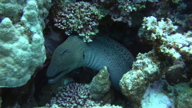 巨型海鳗(Gymnothorax javanicus)红海，马萨阿拉姆，阿布达布，埃及视频素材