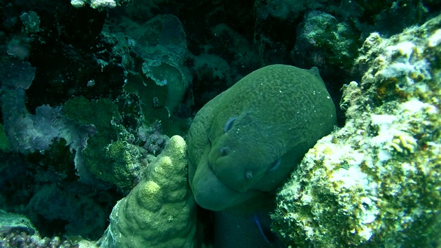 巨型海鳗(Gymnothorax javanicus)红海，马萨阿拉姆，阿布达布，埃及视频素材