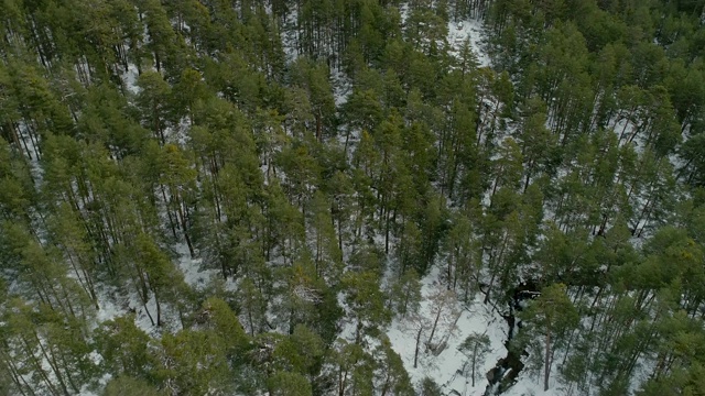 西班牙navacerrada_松林的航拍视频视频素材