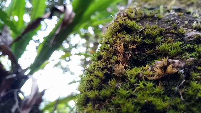 树上的地衣和苔藓视频素材