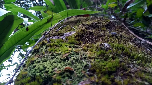 树上的地衣和苔藓视频素材