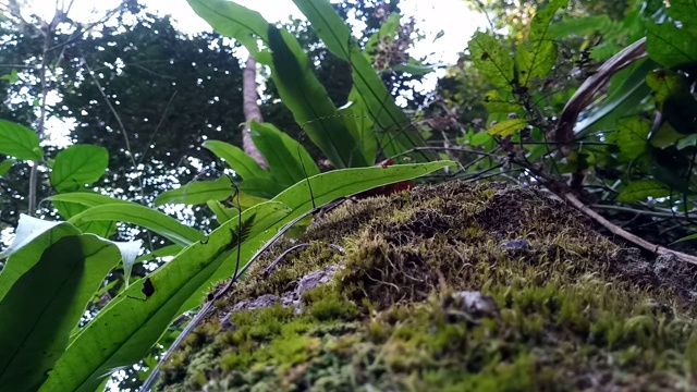 树上的地衣和苔藓视频素材