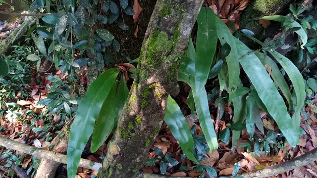 雨林中的蕨类视频素材