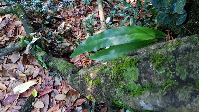 雨林中的蕨类视频素材