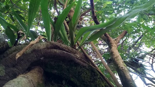 蕨类植物在树视频素材