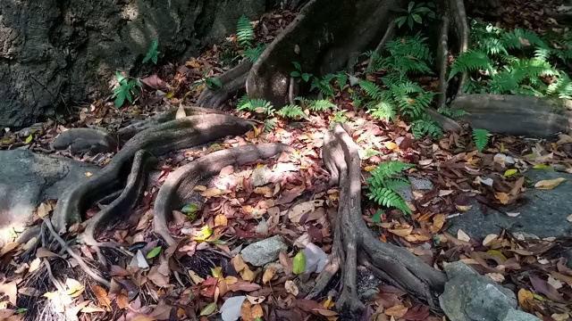 雨林中的蕨类视频素材