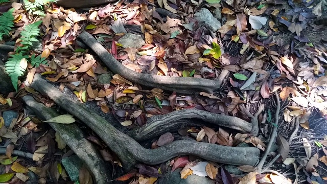 水面上的秋叶视频素材