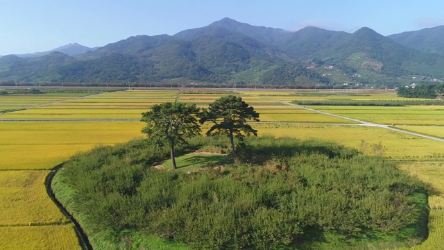 韩国庆尚南道Hadonggun的松树和稻田视频素材