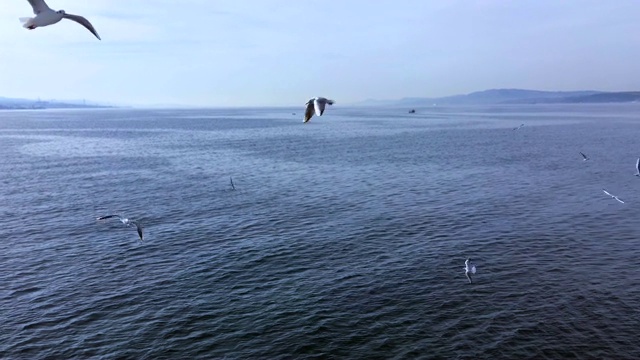 海鸥在海面上飞翔视频素材