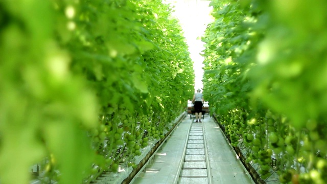 在工业温室中种植蔬菜。温室里的番茄。视频素材