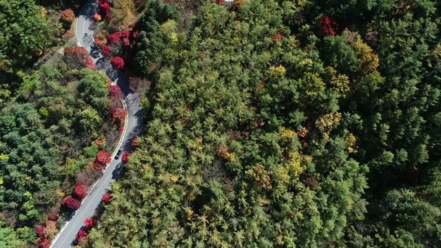 蜿蜒的道路穿过森林，丹阳枪，忠清北道，韩国视频素材