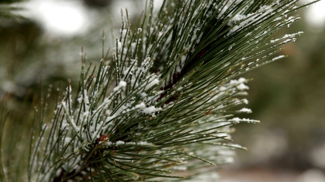 雪花覆盖了云杉视频下载