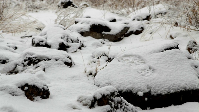 一个年轻人穿着雪鞋在冬天的森林里徒步旅行视频下载