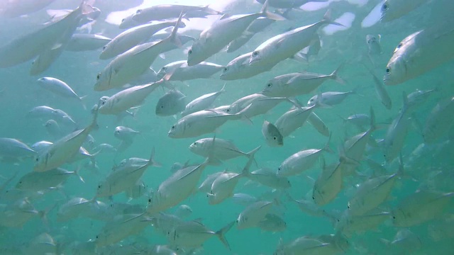 大眼睛鲹鱼(Caranx sexfasciatus)在水面下游泳(底部视图)，印度洋，希卡杜瓦，斯里兰卡，南亚视频素材