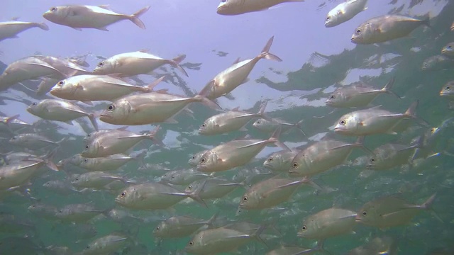 大眼鲹鱼(Caranx sexfasciatus)在水面下游泳(下图)，印度洋，希卡杜瓦，斯里兰卡，南亚视频素材