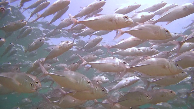 无尽的，大鱼群的大眼鲹鱼(Caranx sexfasciatus)游泳在水下(底部视图)，印度洋，希卡杜瓦，斯里兰卡，南亚视频素材