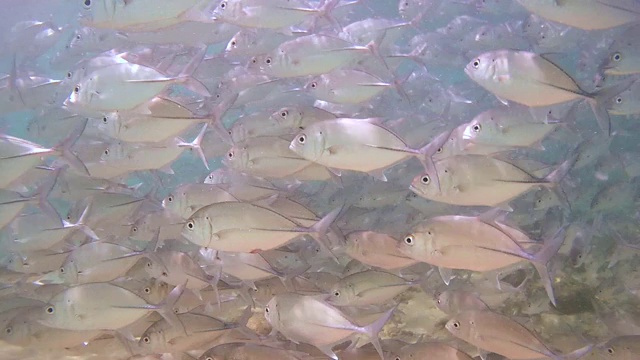 大眼睛鲹鱼(Caranx sexfasciatus)在水面下游动(下图)，印度洋，希卡杜瓦，斯里兰卡，南亚视频素材