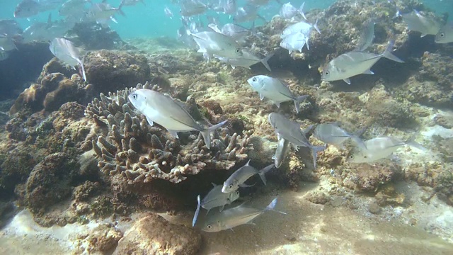 一群大眼鲹鱼(Caranx sexfasciatus)在清洁站(俯视图)，印度洋，希卡杜瓦，斯里兰卡，南亚视频素材