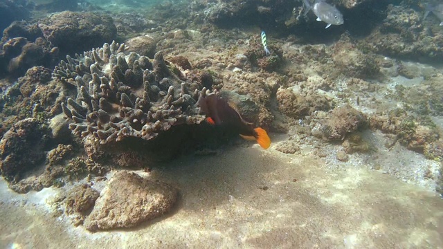 大眼鲹鱼(Caranx sexfasciatus)在清洁站(俯视图)和橙条纹triggerfish(波状Balistapus波状Balistapus)取代(俯视图)，印度洋，Hikkaduwa，斯里兰卡，南亚视频素材