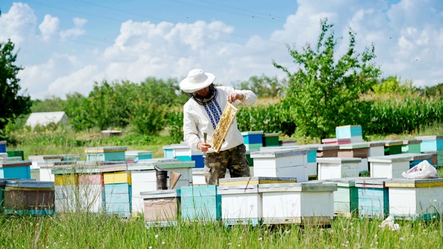 养蜂人在养蜂场里处理蜜蜂和蜂箱。视频素材