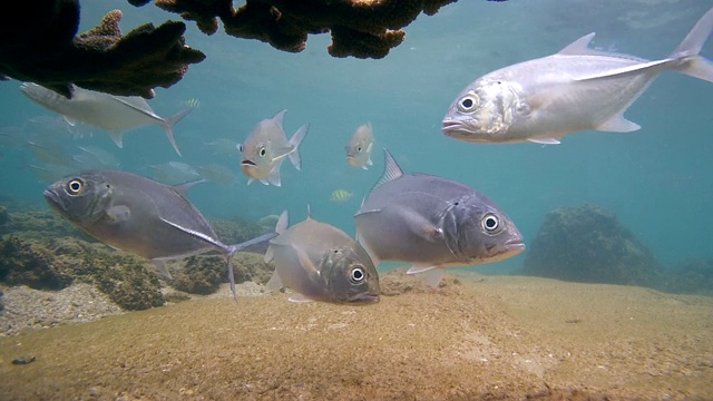 清洁鱼清洁大眼鲹鱼(Caranx sexfasciatus)清洁站，印度洋，希卡杜瓦，斯里兰卡，南亚视频素材