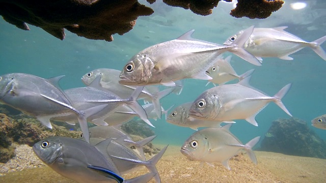 大眼鲹(Caranx sexfasciatus)从珊瑚下到清洁站，印度洋，希卡杜瓦，斯里兰卡，南亚视频素材