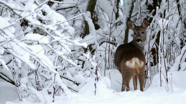 雪地里的狍。Capreolus Capreolus。冬天的野生狍。视频素材